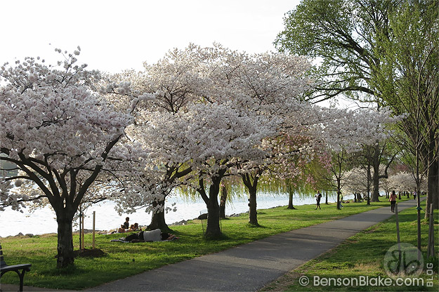 Cherry blossoms in Washington DC 2012