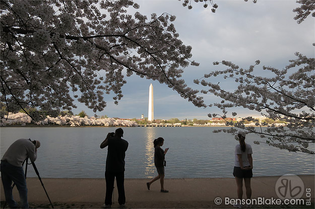 Cherry blossoms in Washington DC 2012