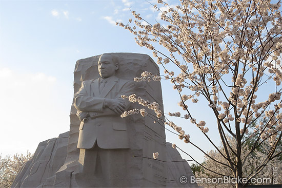 Cherry blossoms in Washington DC 2012 - MLK Memorial