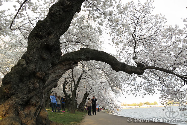 Cherry blossoms in Washington DC 2012