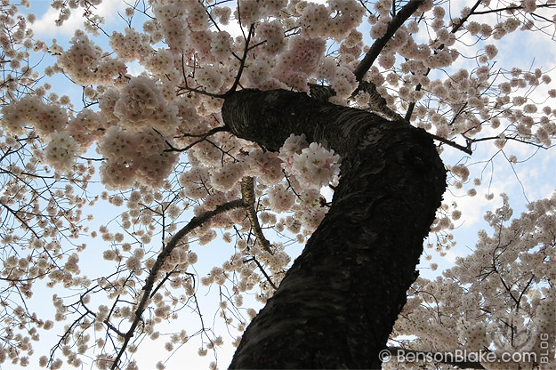 Cherry blossoms in Washington DC 2012