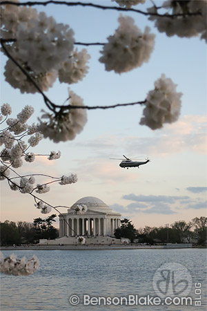 Cherry blossoms in Washington DC 2012