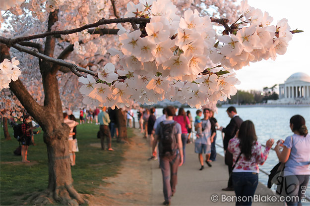 Cherry blossoms in Washington DC 2012