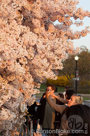 Cherry blossoms in Washington DC 2012