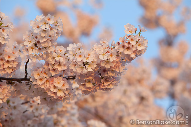 Cherry blossoms in Washington DC 2012