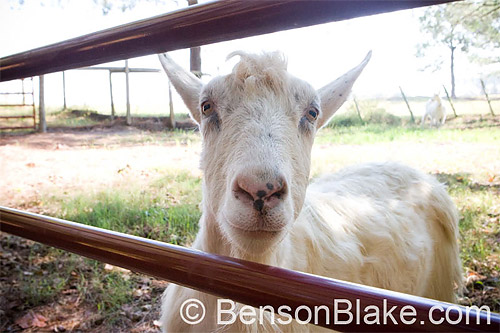 One of Anna & Martyâ€™s goats