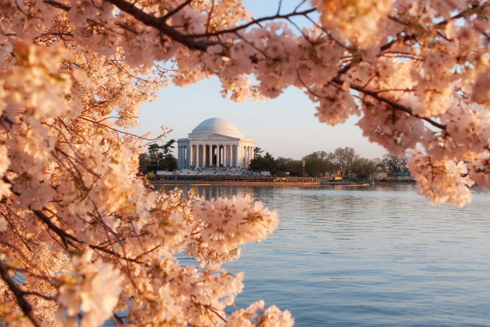 D.C. Cherry Blossoms